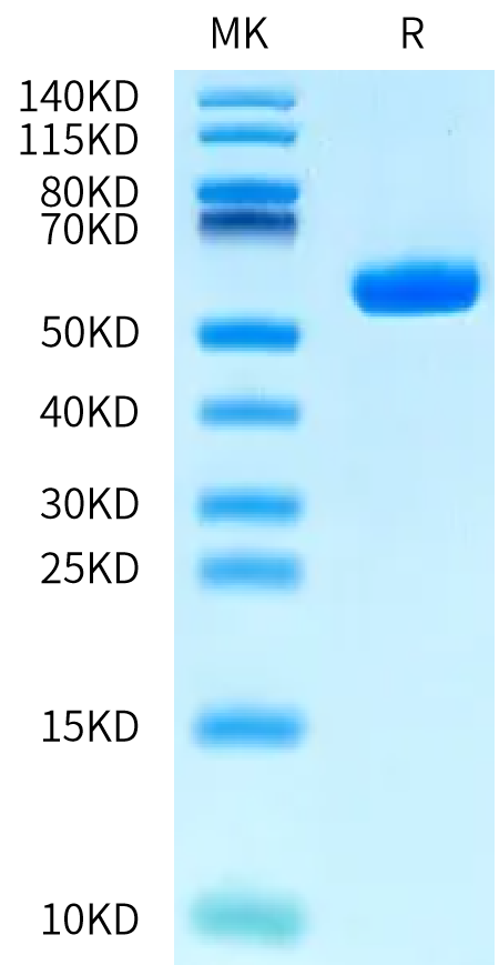 Human HLA-A*02:01&B2M&KKLC1 (ILNNFPHSI) Monomer Protein (MHC-HM493)