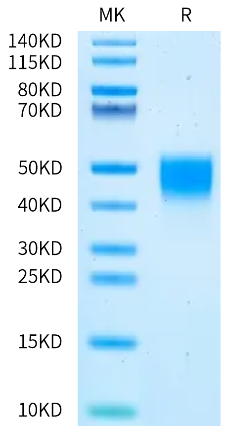 Mouse Coagulation factor III/Tissue Factor Protein (TFR-MM103)