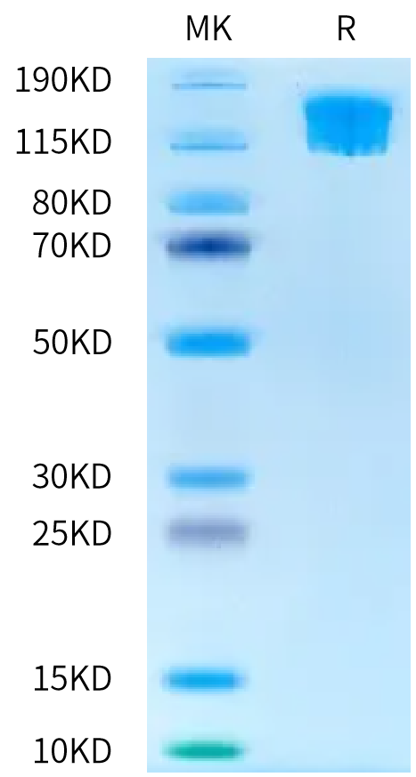 Biotinylated Human SEZ6L2 Protein (SEZ-HM4L2B)