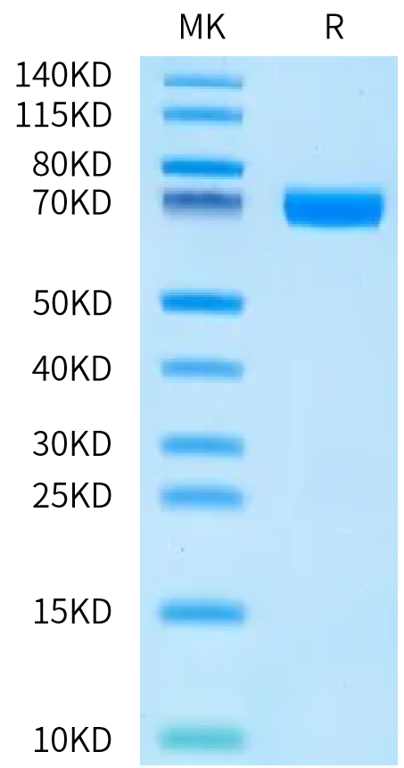 Human TNFSF15 (R32A, R85A) Trimer Protein (FSF-HM41M)