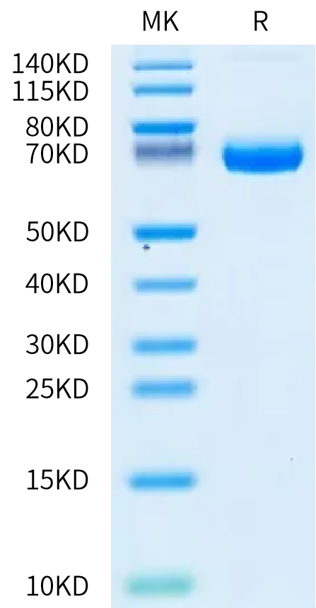 Human Coagulation factor III/Tissue Factor Protein (TFR-HM203)