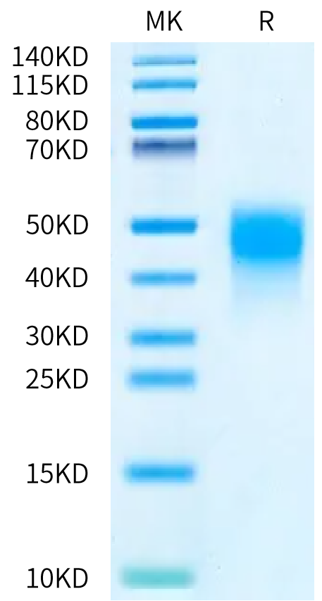 Biotinylated Human MDL-1/CLEC5A Protein (CLE-HM45AB)