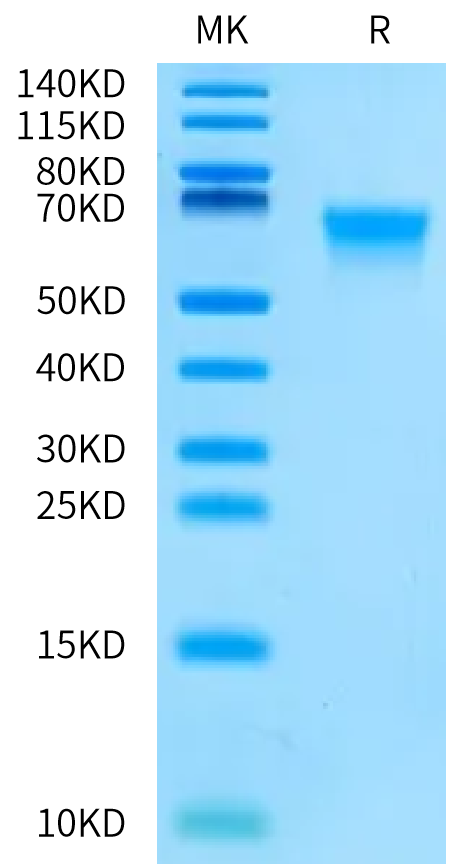 Biotinylated Cynomolgus MADCAM1 Protein (MCM-CM401B)