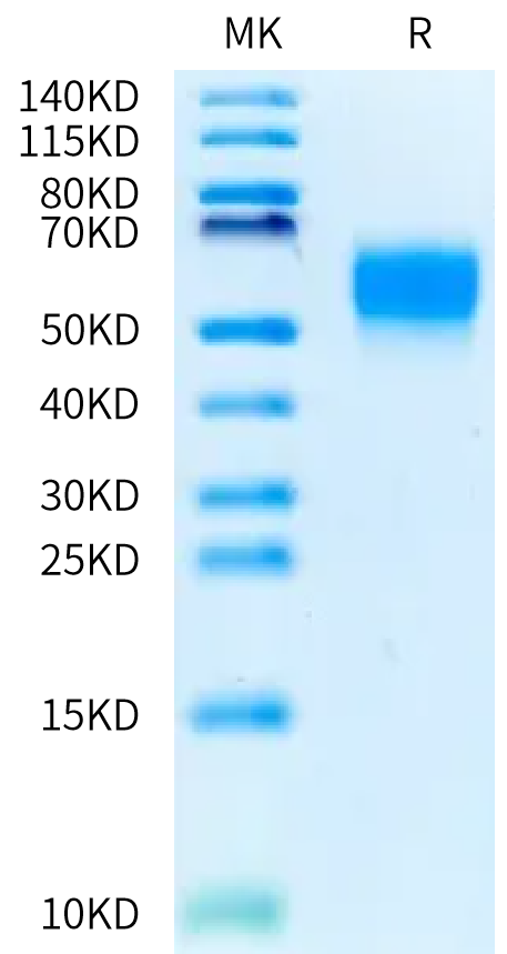Biotinylated Mouse CD48/SLAMF2 Protein (SLA-MM448B)