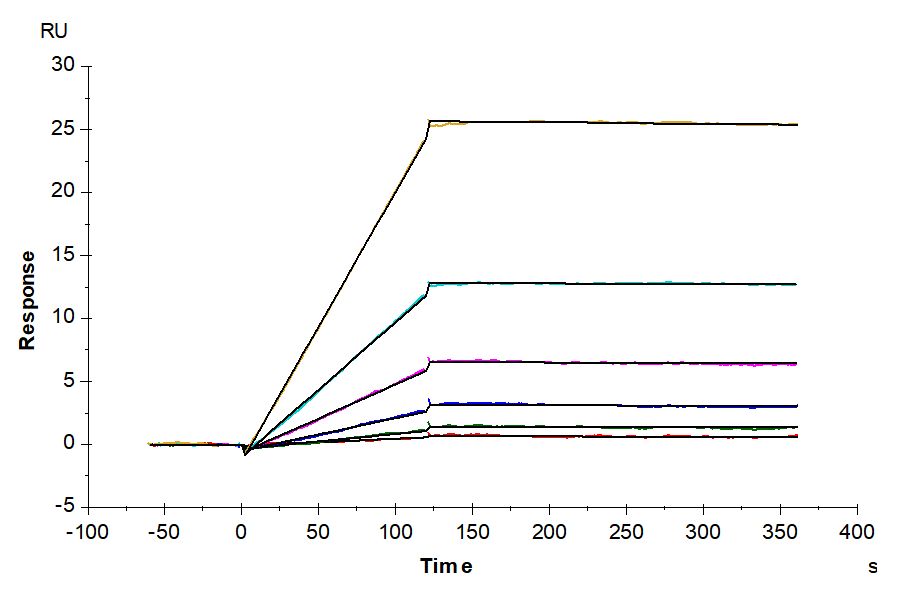 Cynomolgus IL-31 RA Protein (ILR-CM1RA)