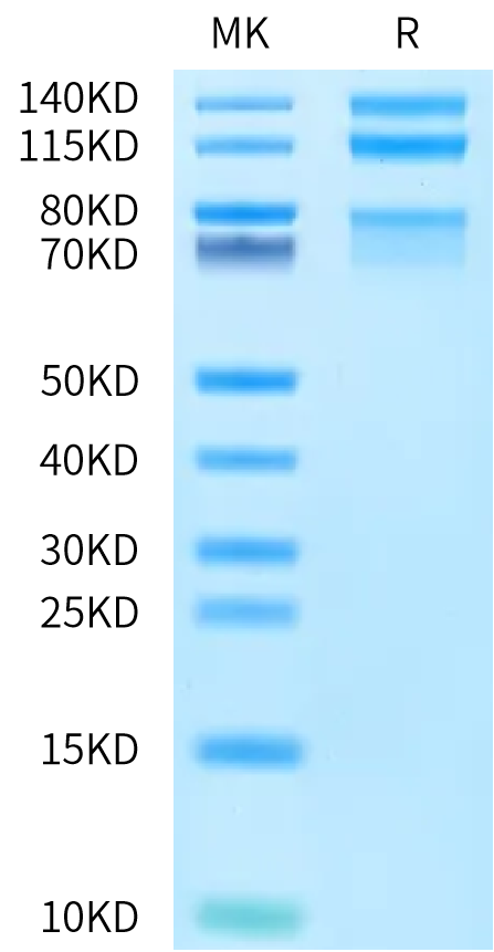 Cynomolgus Integrin alpha 4 beta 7 (ITGA4&ITGB7) Heterodimer Protein (ITG-CM147)