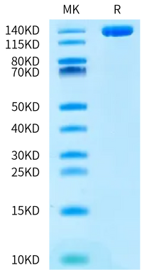 Human ENPP-3 Protein (ENP-HM213)