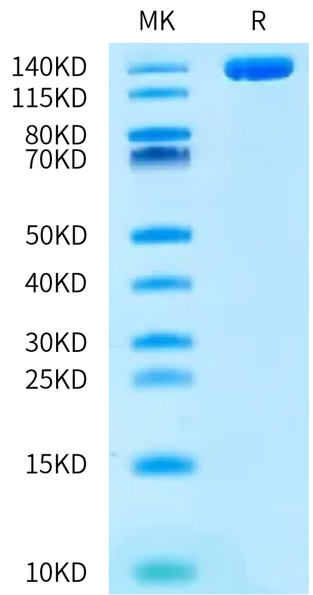 Human ENPP-3 Protein (ENP-HM213)