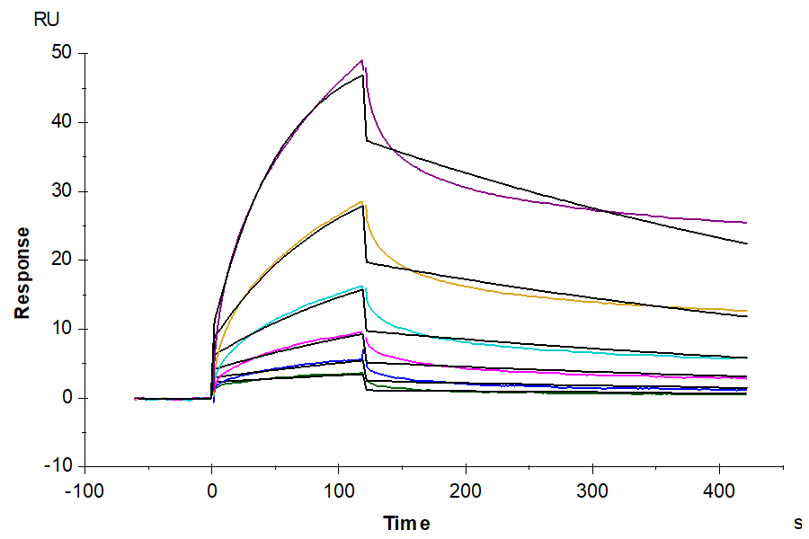 Biotinylated Human CD20/MS4A1 Protein-Nanodisc (CD2-HM12NB)