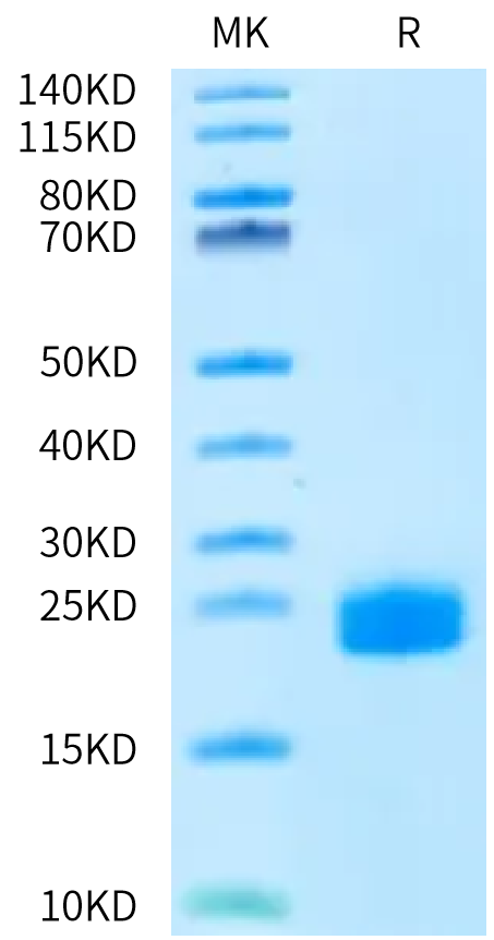 Biotinylated Human DLL3 Domain (352-479) Protein (DLL-HM4D2B)