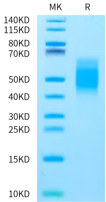 Rat B7-1/CD80 Protein, Ultra Low Endotoxin (B71-RM180-UL)