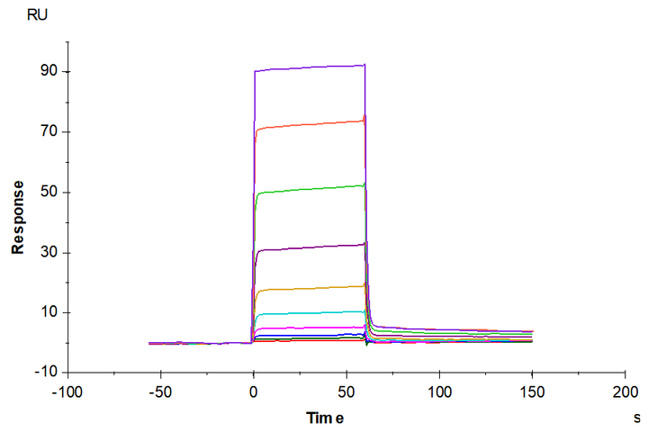 Cynomolgus/Rhesus macaque BCMA/TNFRSF17 Protein (BCM-CM117)