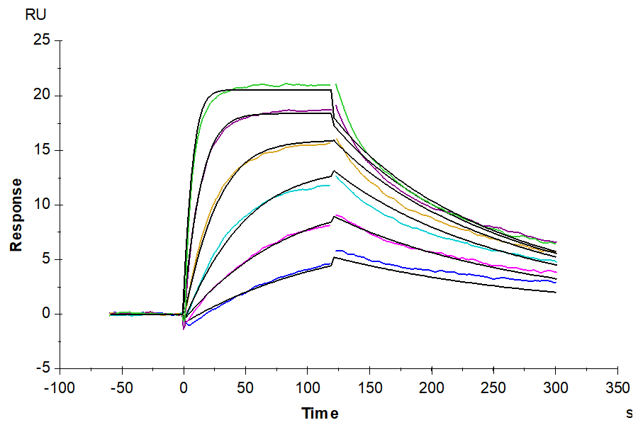 Non-biotinylated Human IGF1R/CD221 Protein (IGF-HM41R)