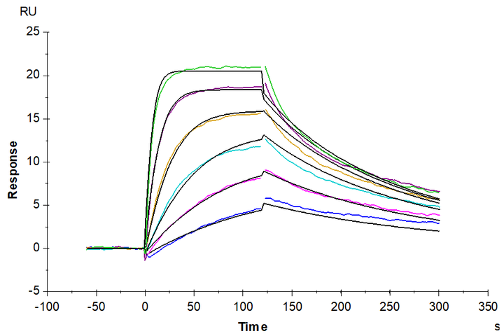 Non-biotinylated Human IGF1R/CD221 Protein (IGF-HM41R)