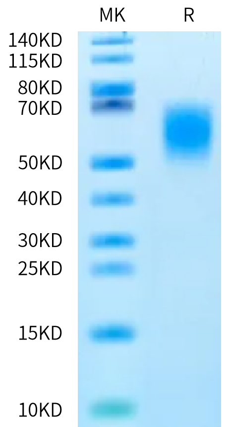 Rat B7-H2/ICOSLG Protein (BH7-RM172)