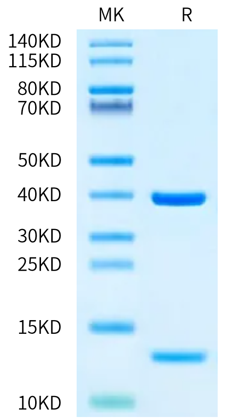 Biotinylated Human HLA-A*02:01&B2M&NPM1-CLAV (CLAVEEVSL) Monomer ...