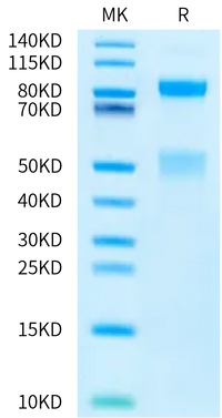 Human HGF R/c-MET Protein (MET-HM101)