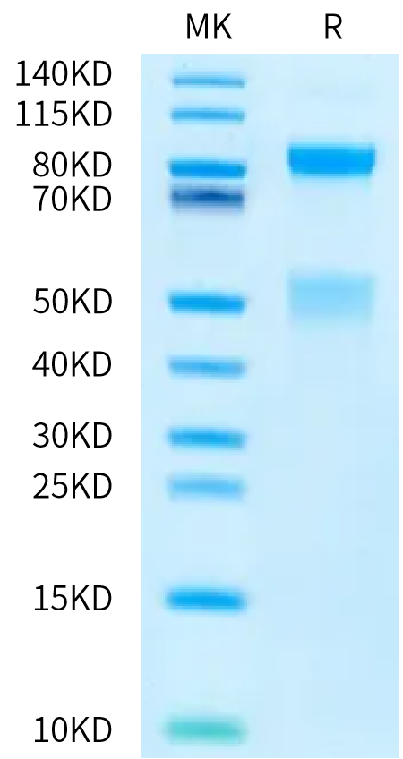 Human HGF R/c-MET Protein (MET-HM101)