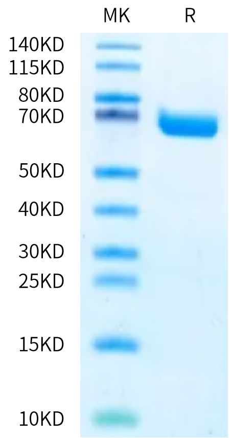 Biotinylated Human EPHA2 Protein, Ultra Low Endotoxin (EPH-HM4A2B-UL)