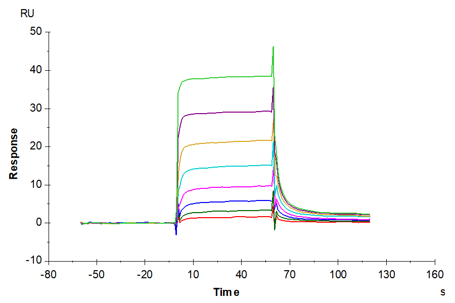 Human HLA-A*11:01&B2M&EGFR WT (KITDFGLAK) Monomer Protein (MHC-HM180)