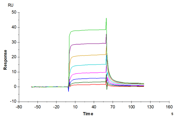 Human HLA-A*11:01&B2M&EGFR WT (KITDFGLAK) Monomer Protein (MHC-HM180)