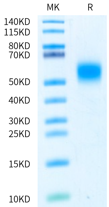 Biotinylated Human IL-7 R alpha/CD127 Protein (IL7-HM4RAB)