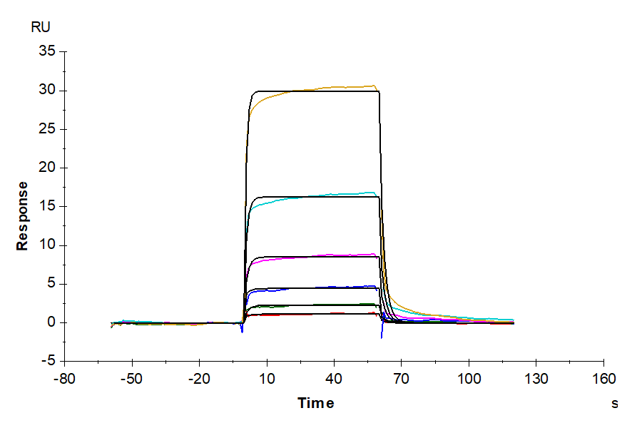 Human HLA-A*11:01&B2M&KRAS G12V (VVGAVGVGK) Tetramer Protein (MHC-HM422T)