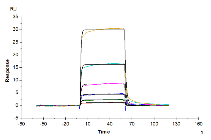 Human HLA-A*11:01&B2M&KRAS G12V (VVGAVGVGK) Tetramer Protein (MHC-HM422T)
