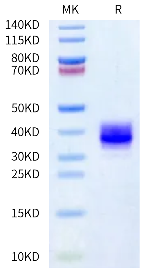 Human Coagulation factor XI (C500S) Protein (FXI-HM10D)