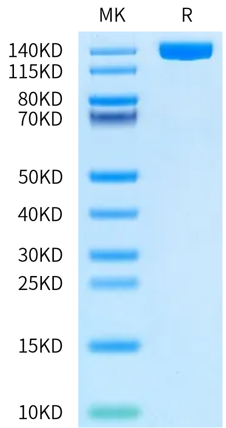 Human CD13/ANPEP Protein, Ultra Low Endotoxin (ANP-HM601-UL)
