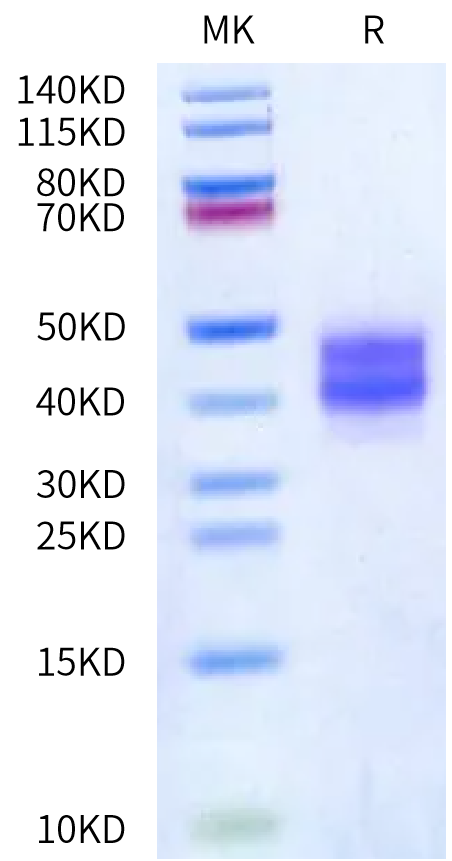 Biotinylated Mouse FOLR1 Protein (FOL-MM4R1B)