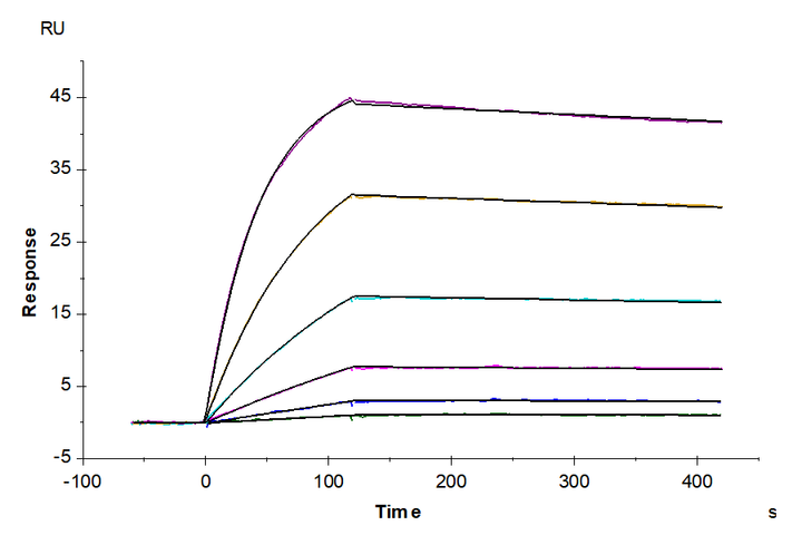 Biotinylated Mouse IgE Protein (IGE-MM401B)