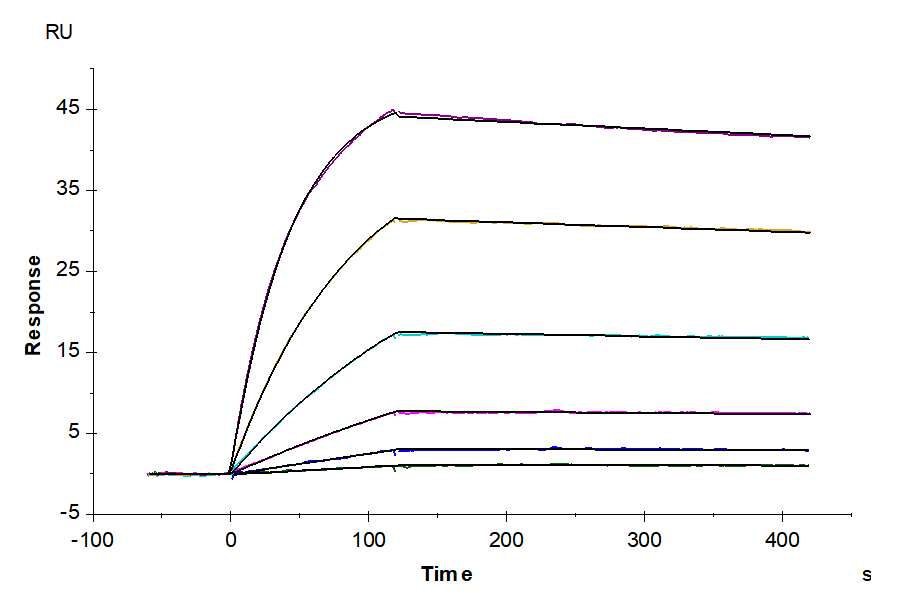 Biotinylated Mouse IgE Protein, Ultra Low Endotoxin (IGE-MM401B-UL)