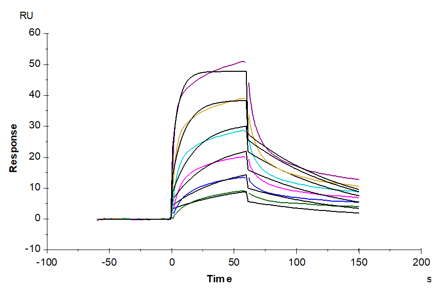 Biotinylated Human IL-7 R alpha/CD127 Protein (IL7-HM4RAB)