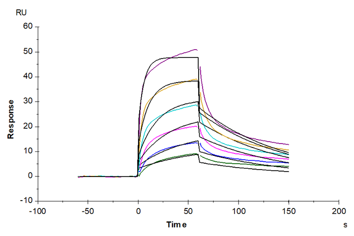 Biotinylated Human IL-7 R alpha/CD127 Protein (IL7-HM4RAB)