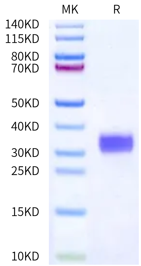 Human Her2/ErbB2 Domain 1 Protein, Ultra Low Endotoxin (HER-HM11D-UL)
