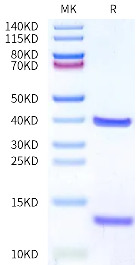 Human HLA-A*11:01&B2M&EGFR WT (KITDFGLAK) Monomer Protein (MHC-HE451)