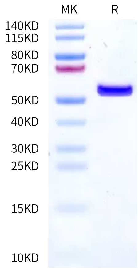 Biotinylated Human HLA-A*02:01&B2M&TERT (ILAKFLHWL) Monomer Protein (MHC-HM473B)