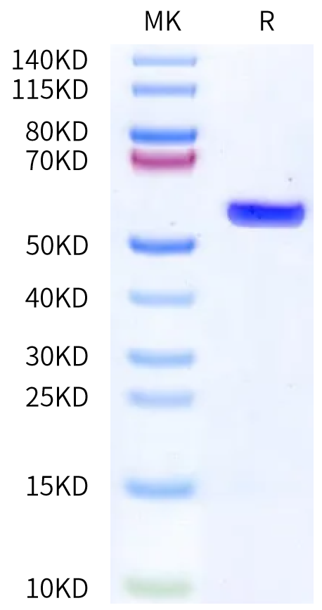 Biotinylated Human HLA-C*08:01&B2M&KRAS G12D (GADGVGKSAL) Monomer Protein (MHC-HM492B)