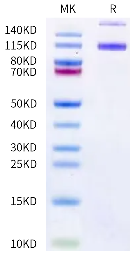 Canine ENPP-1 Protein (ENP-DM102)