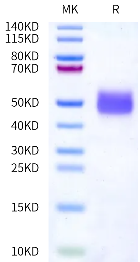 Mouse DNAM-1/CD226 Protein, Ultra Low Endotoxin (DAM-MM101-UL)