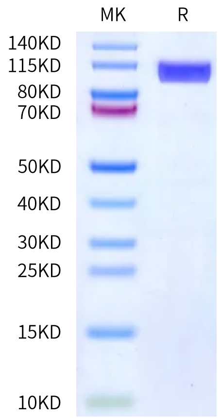 Human CD36/SR-B3 Protein (CD3-HM236)
