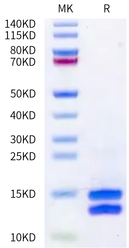Mouse Calprotectin (S100A8&S100A9) Protein (CAL-ME101)