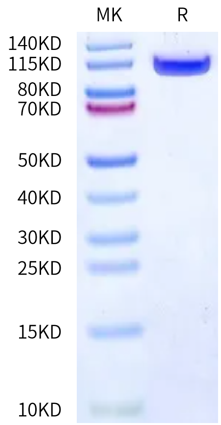 Mouse DPPIV/CD26 Protein (DPV-MM126)