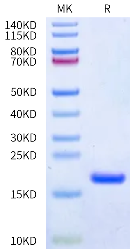 Human IL-36 alpha/IL-1F6 Protein, Ultra Low Endotoxin (ILA-HE036-UL)