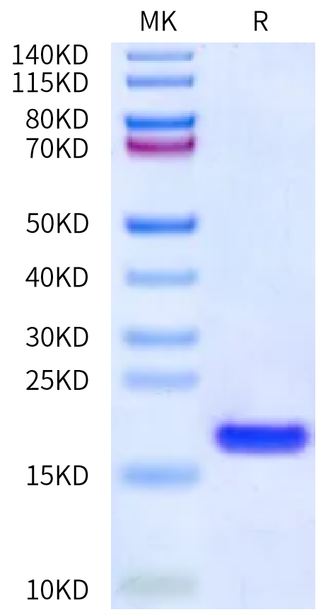 Human IL-36 Beta/IL-1F8 Protein (ILB-HE036)