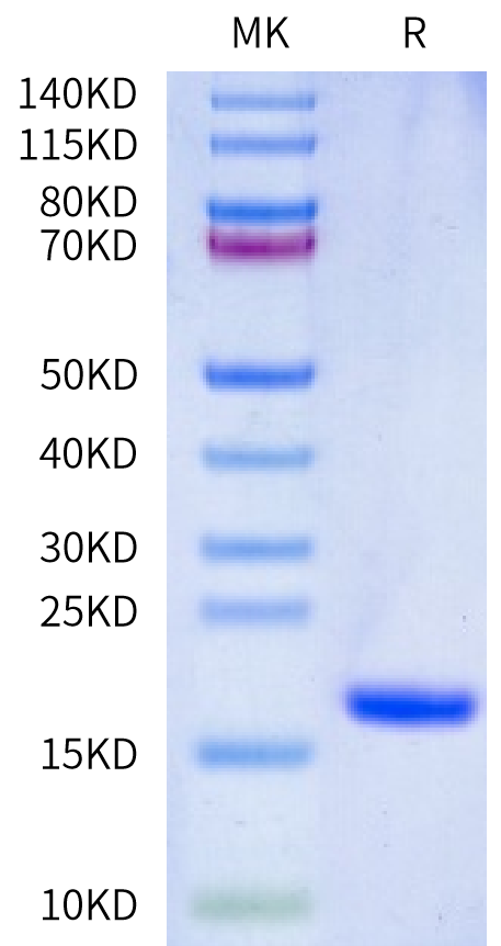 Human IL-36 gamma/IL-1F9 Protein (ILG-HE036)