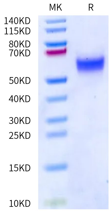 Rat uPAR/PLAUR Protein (PAR-RM102)