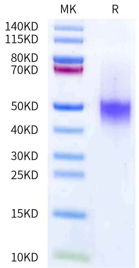 Cynomolgus IL-7 R alpha/CD127 Protein (IL7-CM1RA)