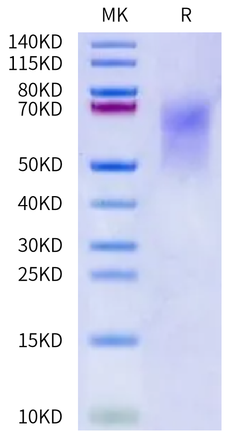 Human CEACAM-6/CD66c Protein, Ultra Low Endotoxin (CAM-HM106-UL)